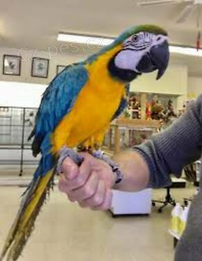 Zdrav� modr� a zlat� Ara Ararauna na prodej.