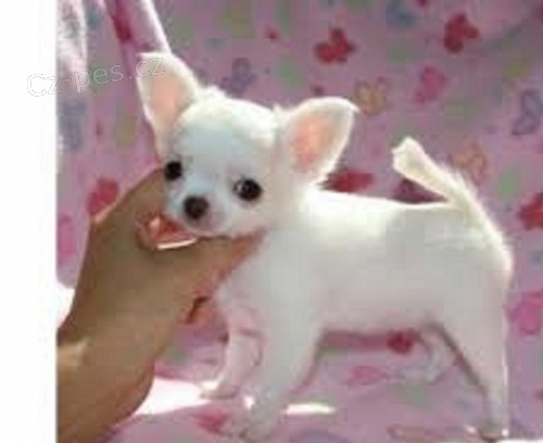 �ivava na prodej bez PP