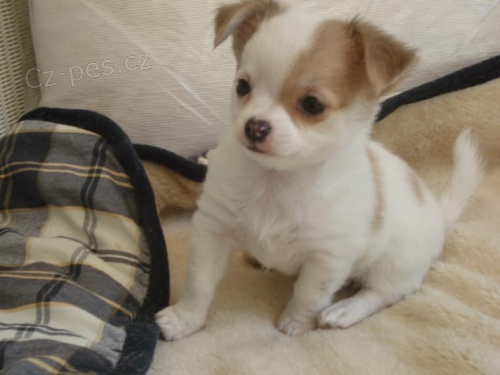 Prod�m �t��ata mini �ivava