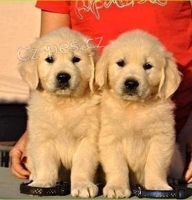 Zlat� retr�vr - �t���tka bez PP