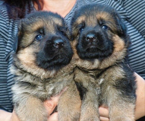 N�m�ck� ov��k-�t���tka