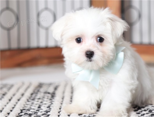 roztomil� maltsk� �t��ata dob�e vy�kolen� a o�kovan� hledaj� nov� domov