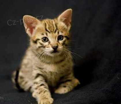 Savannah ko�ata jsou k dispozici pro nov� dom�cnosti