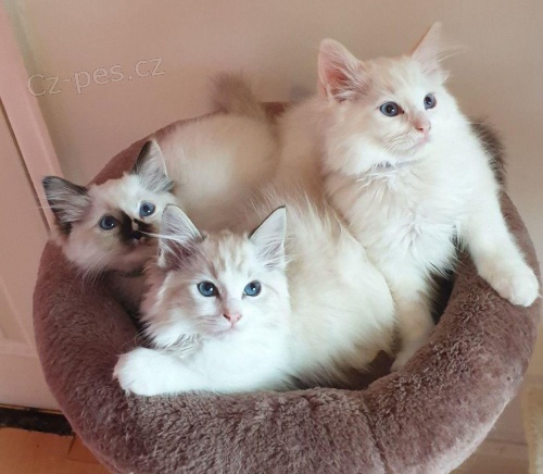 Zdrav� ko�ata Ragdoll pro dobr� domovy