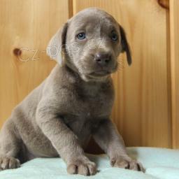 kr�sn� adoptovateln� labradors.males a female