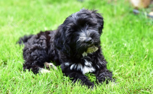 Tibetsk� teri�r - �t�n� s PP