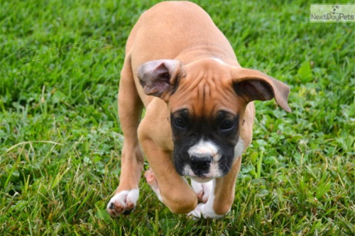 kr�sn� adoptivn� boxerky kra�asy �t��ata .male a fena k dispozici
