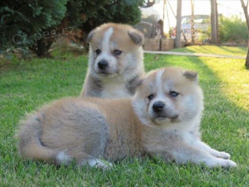 t�i adoptovateln� akity pro adopci zdarma.1 mu�i a 2 �eny