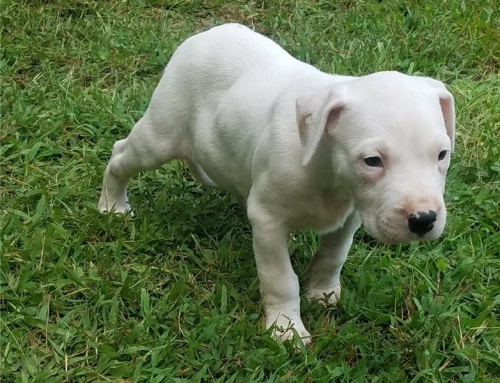 kr�sn� 1 pes a 2 samice adoptovateln� �t��ata dogo argentinska