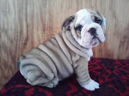 anglick� buldok �t��ata pro adopci zdarma