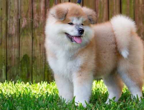 roztomil� �t��ata akita inu s rodokmenem pro adopci zdarma