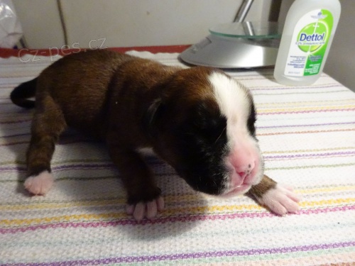 Prod�m �t��ata n�meck�ho boxera s PP