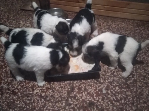 �t�n� drsnosrst�ho foxteri�ra