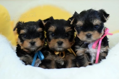 Jork��rsk� teri�r