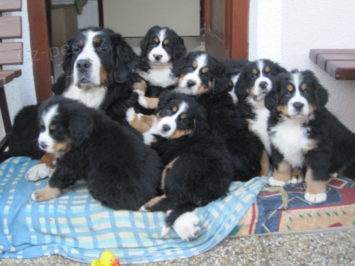 �t���tka ber��ka s PP