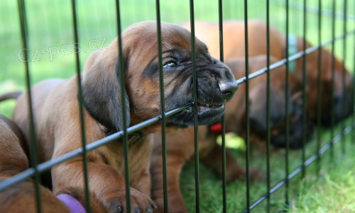 �t�n� bavorsk�ho barv��e