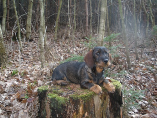 Jezev��k drsnosrst�