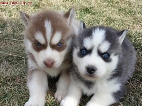 Sibi�sk� husky �t��ata s PP