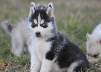 Sibirsk� husky - �tenata s PP
