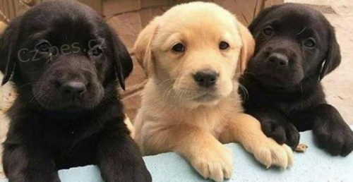 Labradorsk� retr�vr - �t���tka