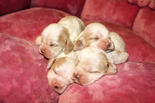 Americk� kokr�pan�l