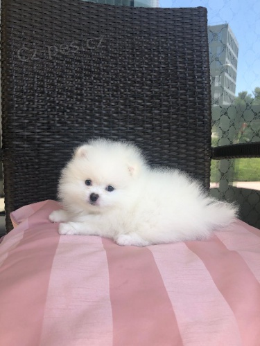 �t��ata pomeraniana