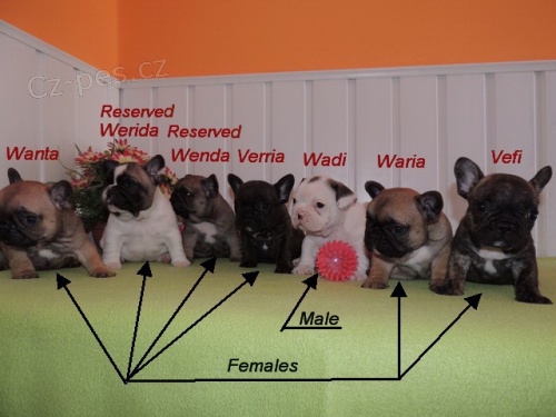 Francouzsk� buldo�ek s PP.