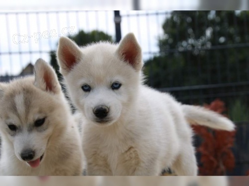  �t�n� - Sibi�sk� Husky