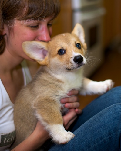 Veltina Corgi (Pembroke)