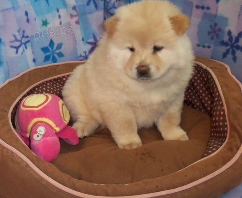 Miluj�c� Chow Chow