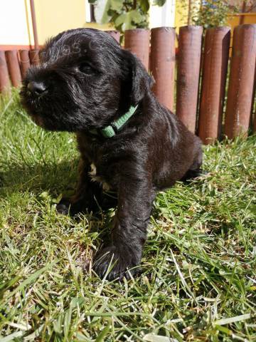 Prodej mal�ho �ern�ho kn�ra�e