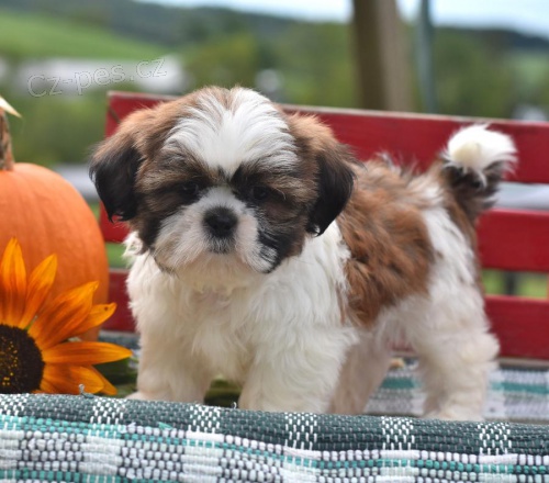 Kudrnat vlasy Shih Tzu