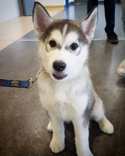 kr�sn� samce a samice sibi�sk�ch husky �t��at k adopci