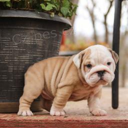 kr�sn� samec a samice francouzsk� buldok �t��ata k adopci