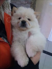 P�ijm�te sv� kr�sn� a n�dhern� �t���tka