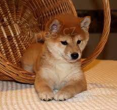 P�ijm�te nyn� kr�sn� a adoptivn� �t��ata shiba inu.