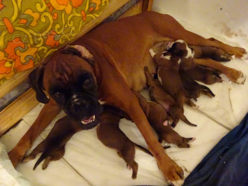 Prod�m �t��ata n�meck�ho boxera