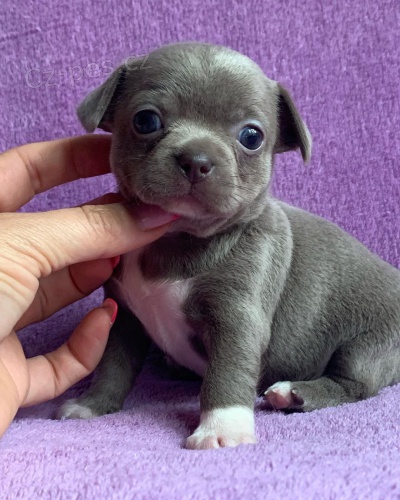 P�ijateln� rozko�n� �t��ata francouzsk�ho buldo�ka