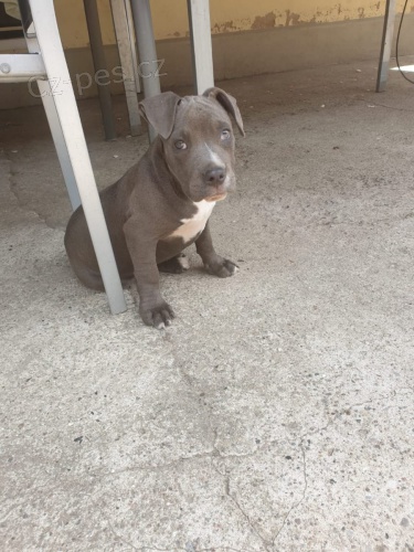 americk� pitbull �t��ata k adopci