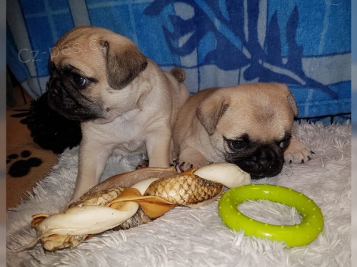 vynikaj�c� mops �t��ata chlapec a d�vka hledaj� nov� domovy.