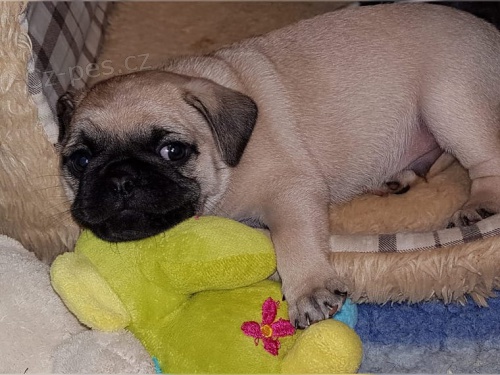 vynikaj�c� mops �t��ata chlapec a d�vka hledaj� nov� domovy