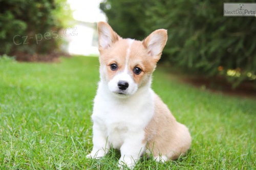 Registrovan� �t��ata vel�sk� Corgi Pembroke pro op�tovn� nav�d�n�