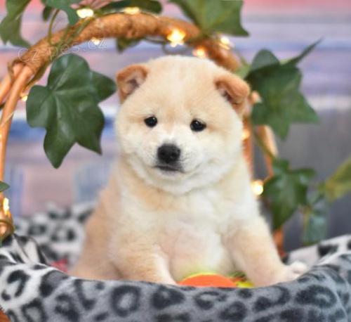 �t��ata Shiba Inu na prodej