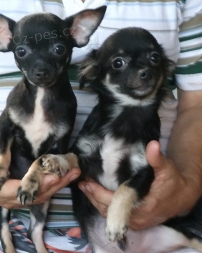 �ivava �t���tka bez PP