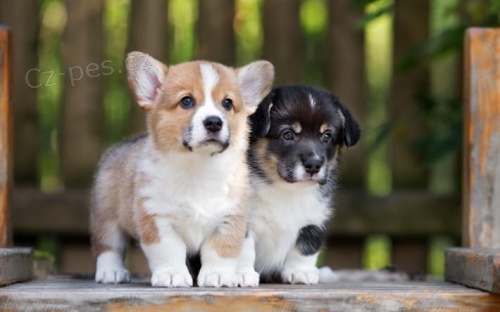 Welsh Corgi �t��ata p�ipraven� do nov�ch domov�, kontaktujte m� na skalamartin11@seznam.cz