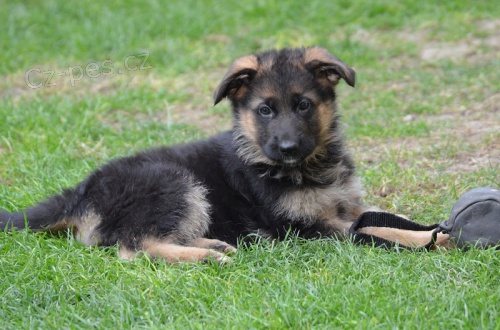 Prod�me �t��ata n�m.ov��ka z pr�k.p�vodu