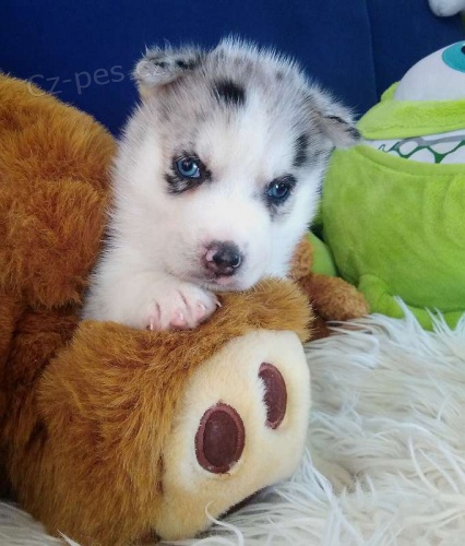 �t�n� - Sibi�sk� Husky