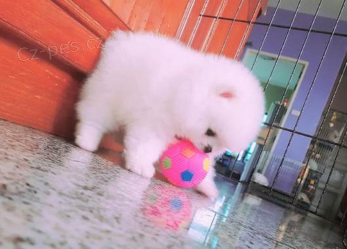 N�meck� �pic Pomeranian