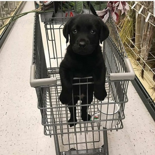 �t��ata labradorsk�ho retr�vra k dispozici k adopci, kr�sn� a hrav�