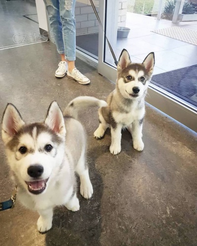 P�ijm�te sv� kr�sn� a hrav� sibi�sk� husky �t��ata